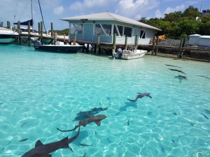      swim with the sharks Compas Cay Exuma Bahamas         